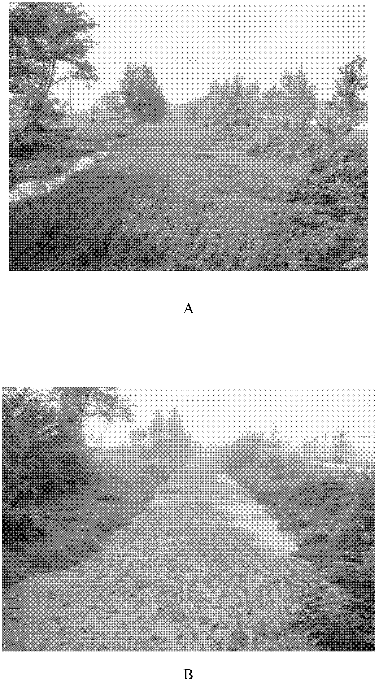 Artificial mass raising method for agasicles hygrophila