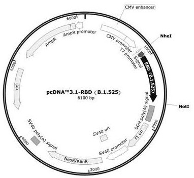 Gene of novel corona virus diease-2019 B.1.525 Nigera mutant strain RBD and application of gene