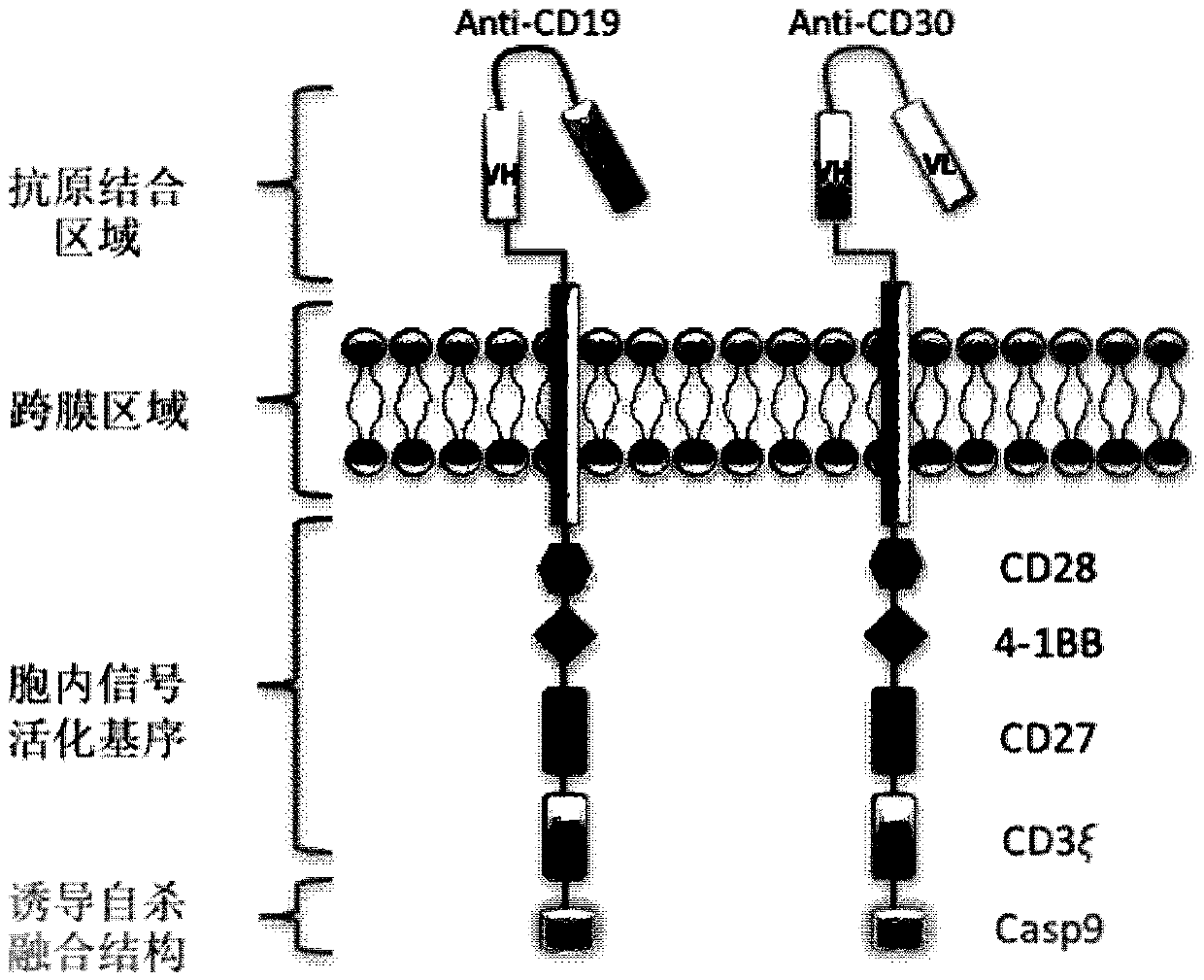 CD19 and CD30-based dual chimeric antigen receptor gene modified immune cell and application thereof