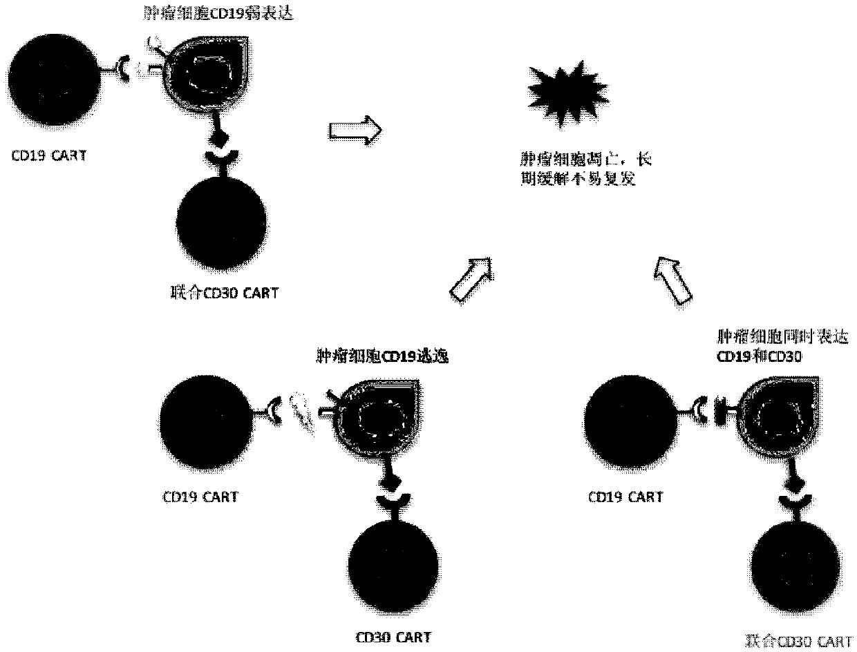 CD19 and CD30-based dual chimeric antigen receptor gene modified immune cell and application thereof