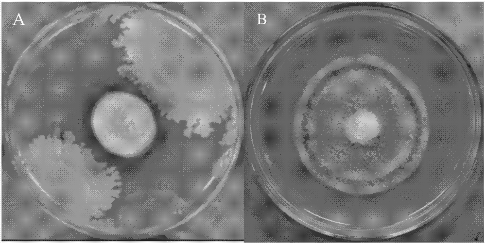 Bacillus amyloliquefaciens and application thereof to prevention and treatment of forest leaf spot disease
