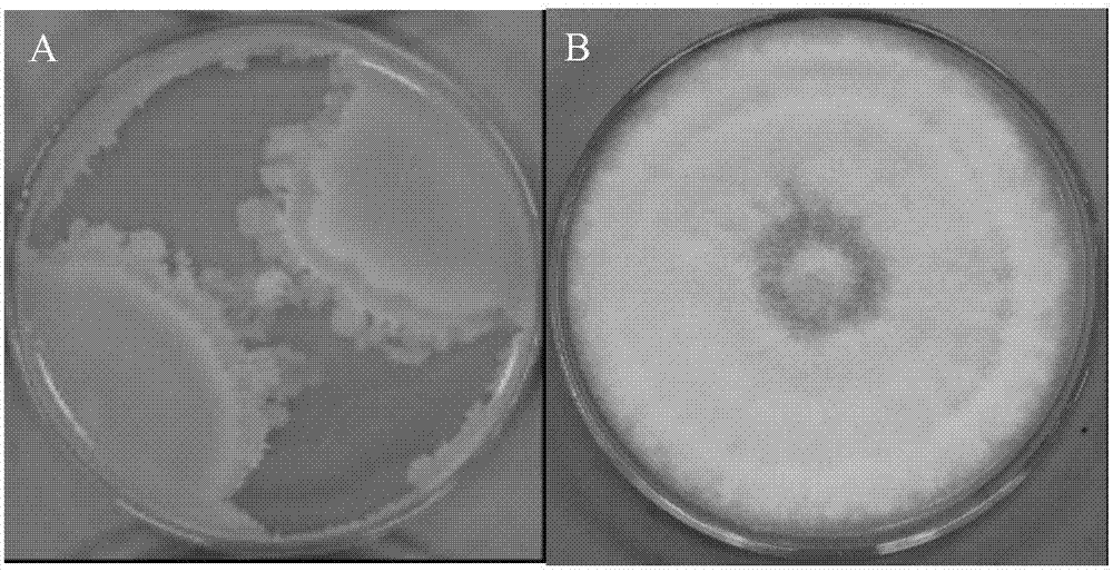Bacillus amyloliquefaciens and application thereof to prevention and treatment of forest leaf spot disease