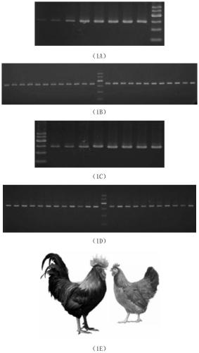 Method for culturing green-foot pock-feather green-egg-shell laying hens through molecular marker assistance