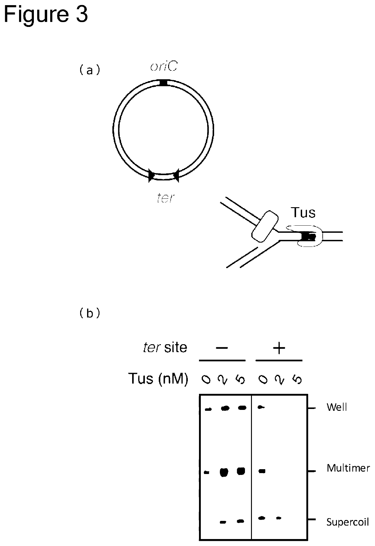 Method of replicating or amplifying circular DNA