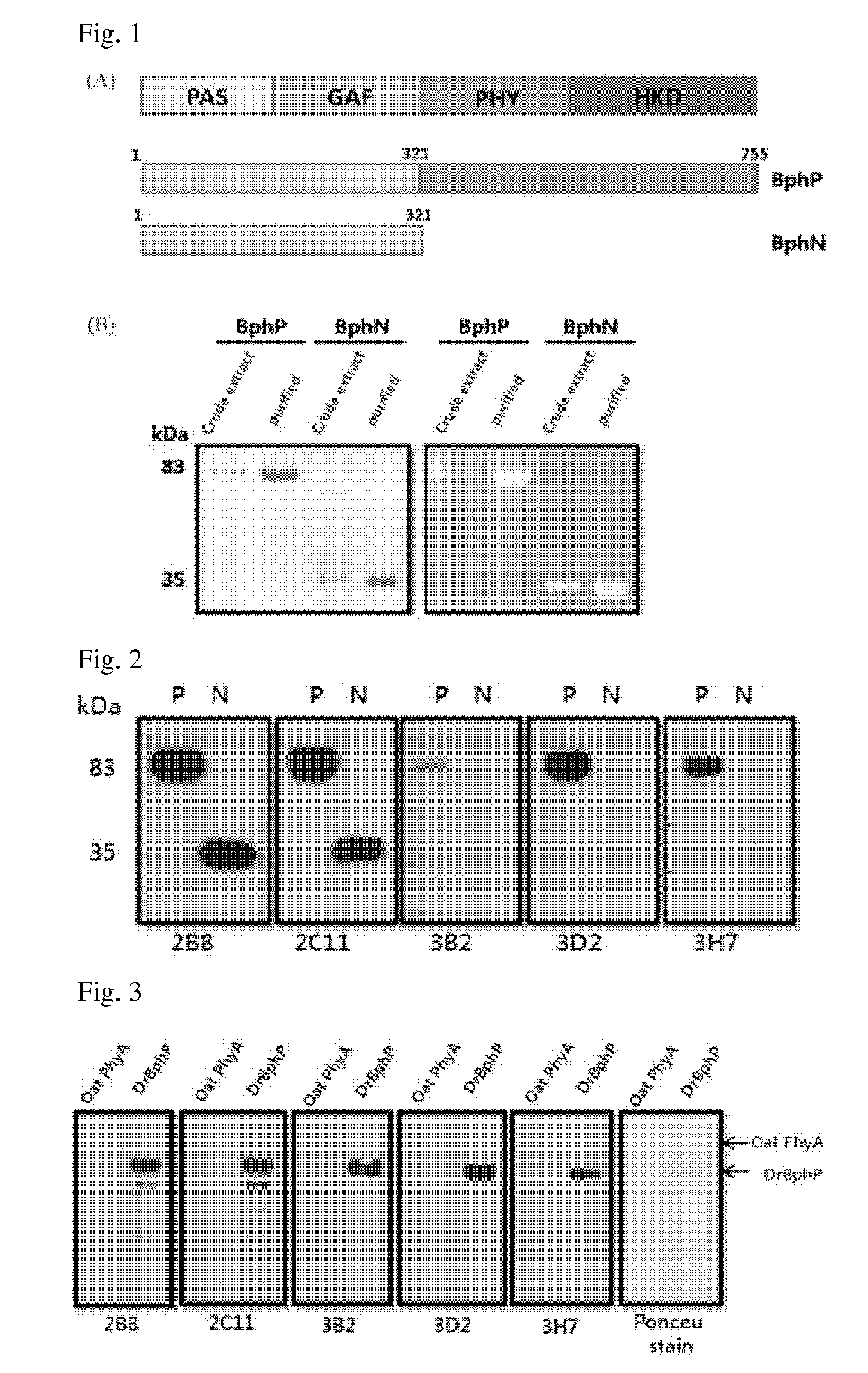 Peptide tag and uses thereof