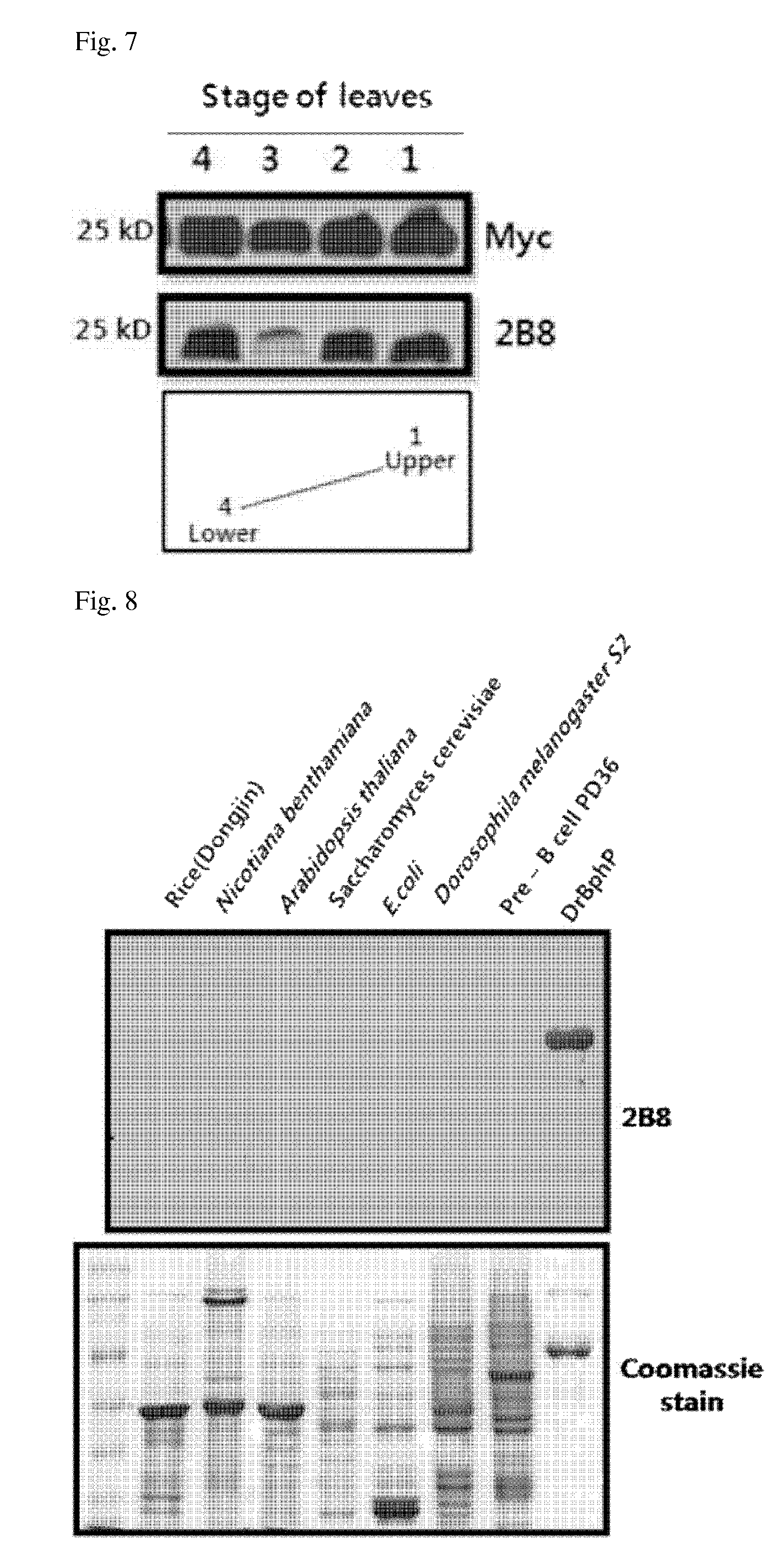 Peptide tag and uses thereof