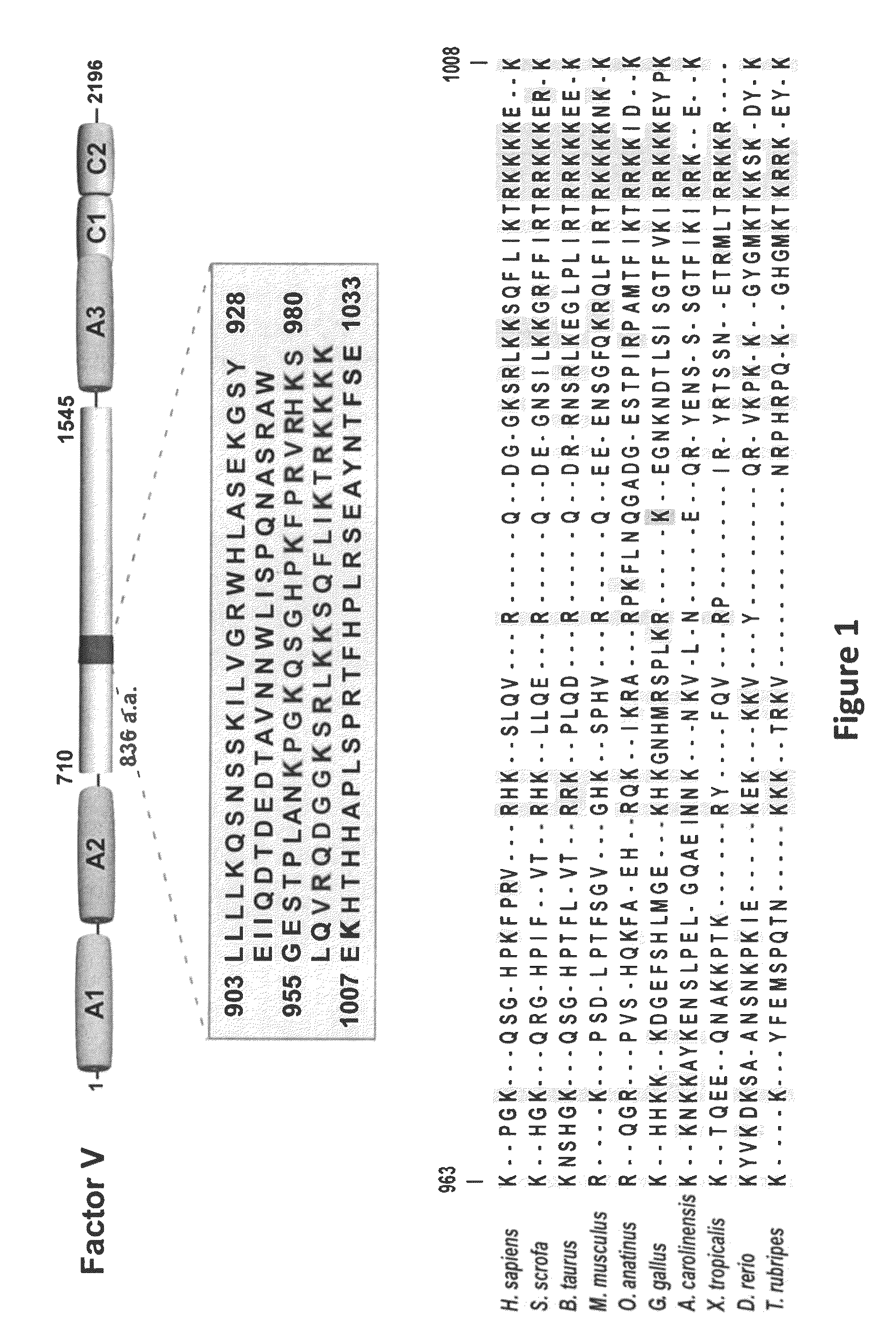 Compositions and methods for modulating thrombin generation