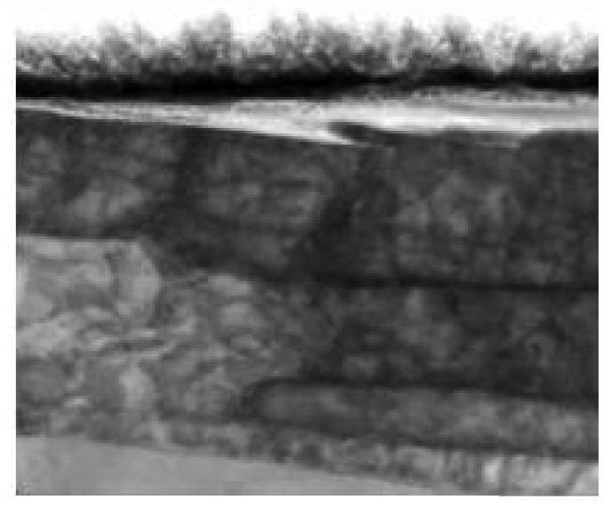 Electrical steel sheet and manufacturing method therefor