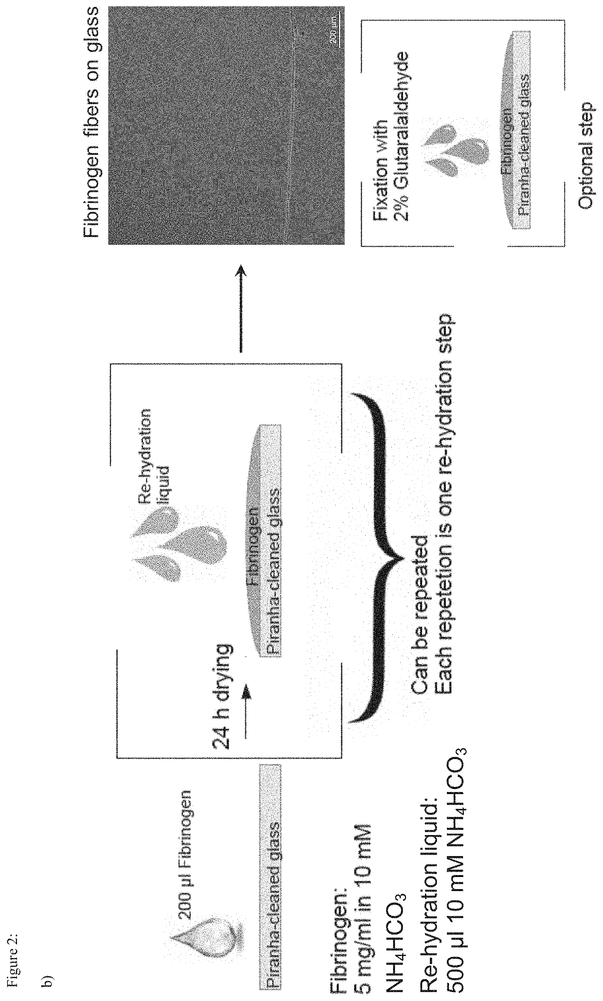 Methods of production of fibrous fibrinogen scaffolds and products thereof