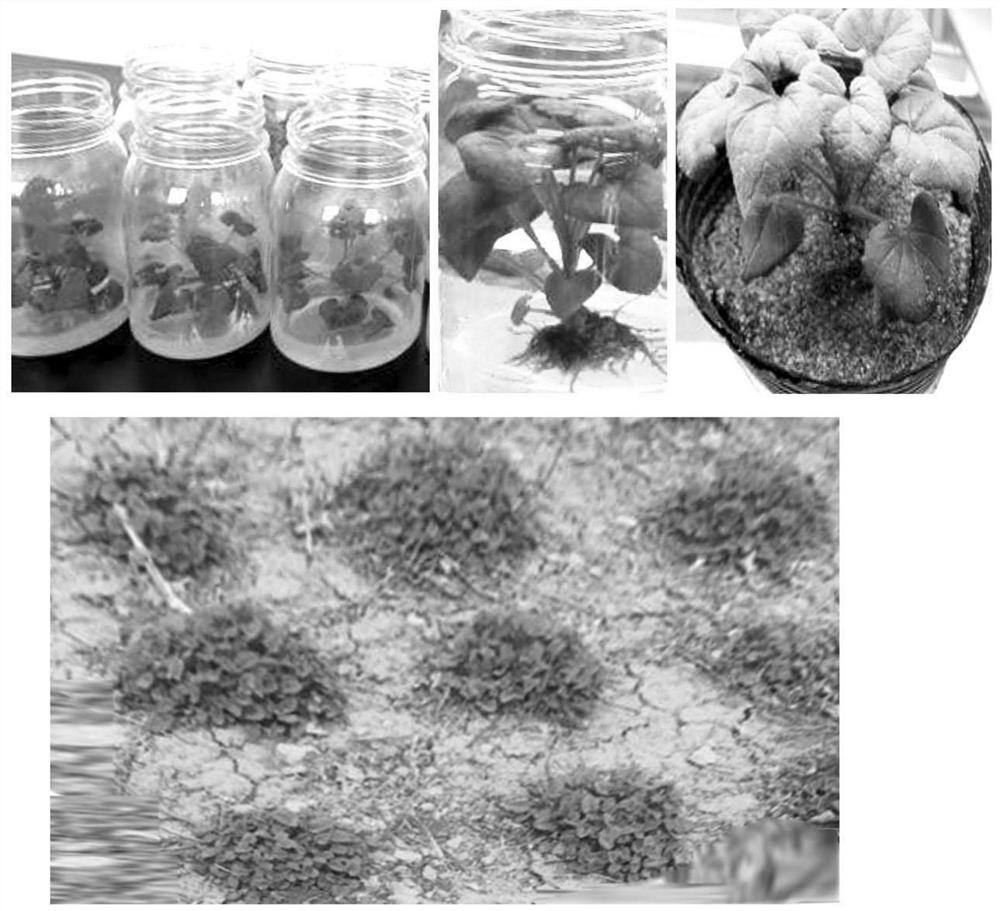 A kind of culture medium group and its application of the tissue culture rapid propagation of the plant
