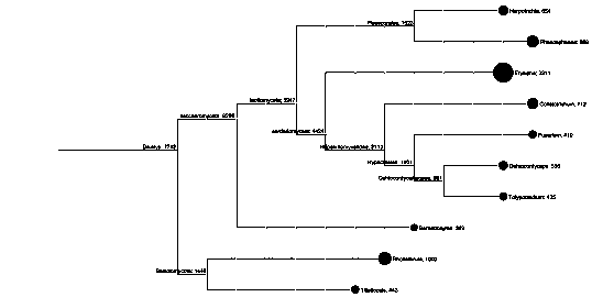 Ribosome RNA gene of erysiphe alphitoides and application thereof