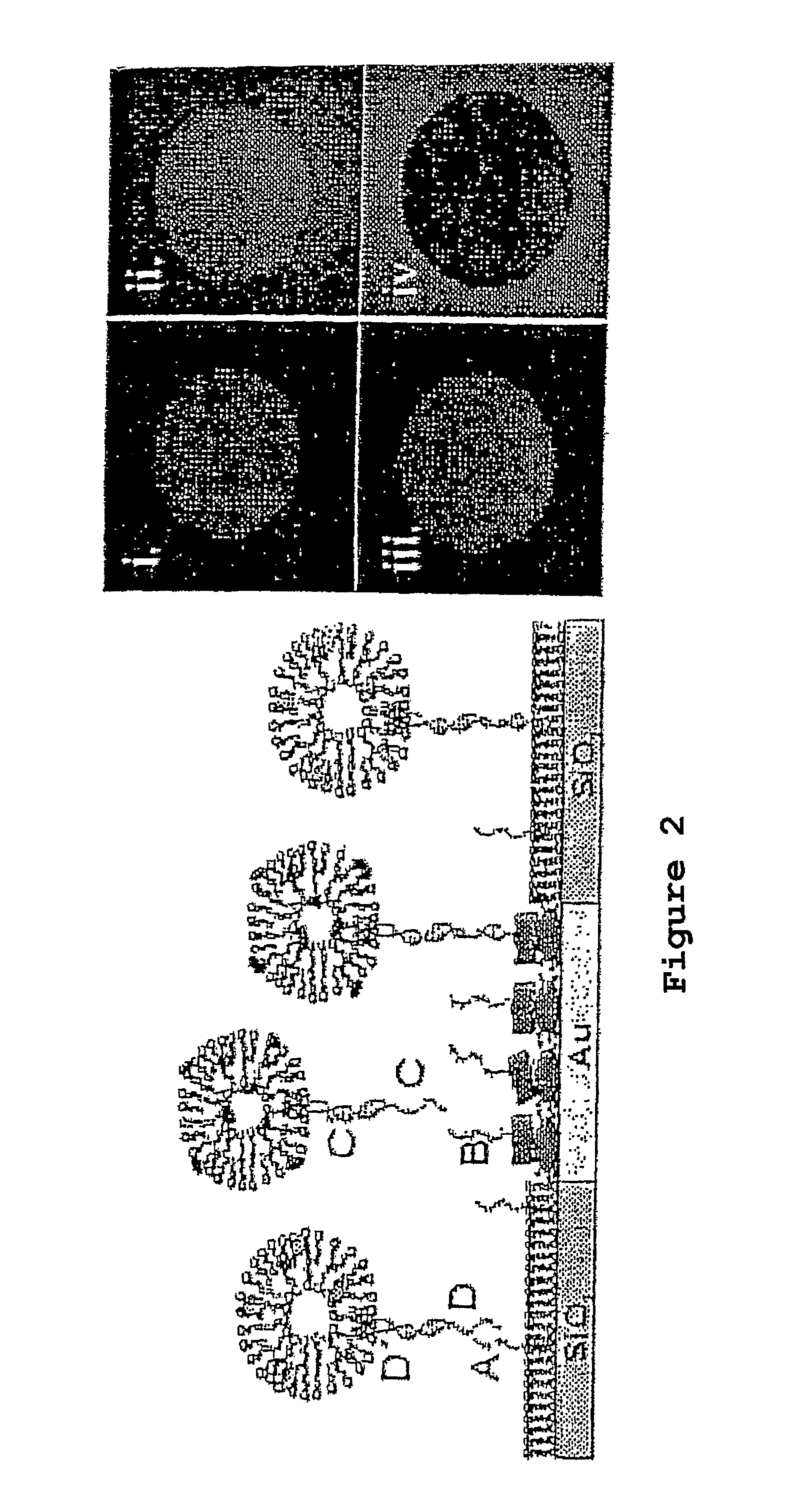 Oligonucleotides related to lipid membrane attachments