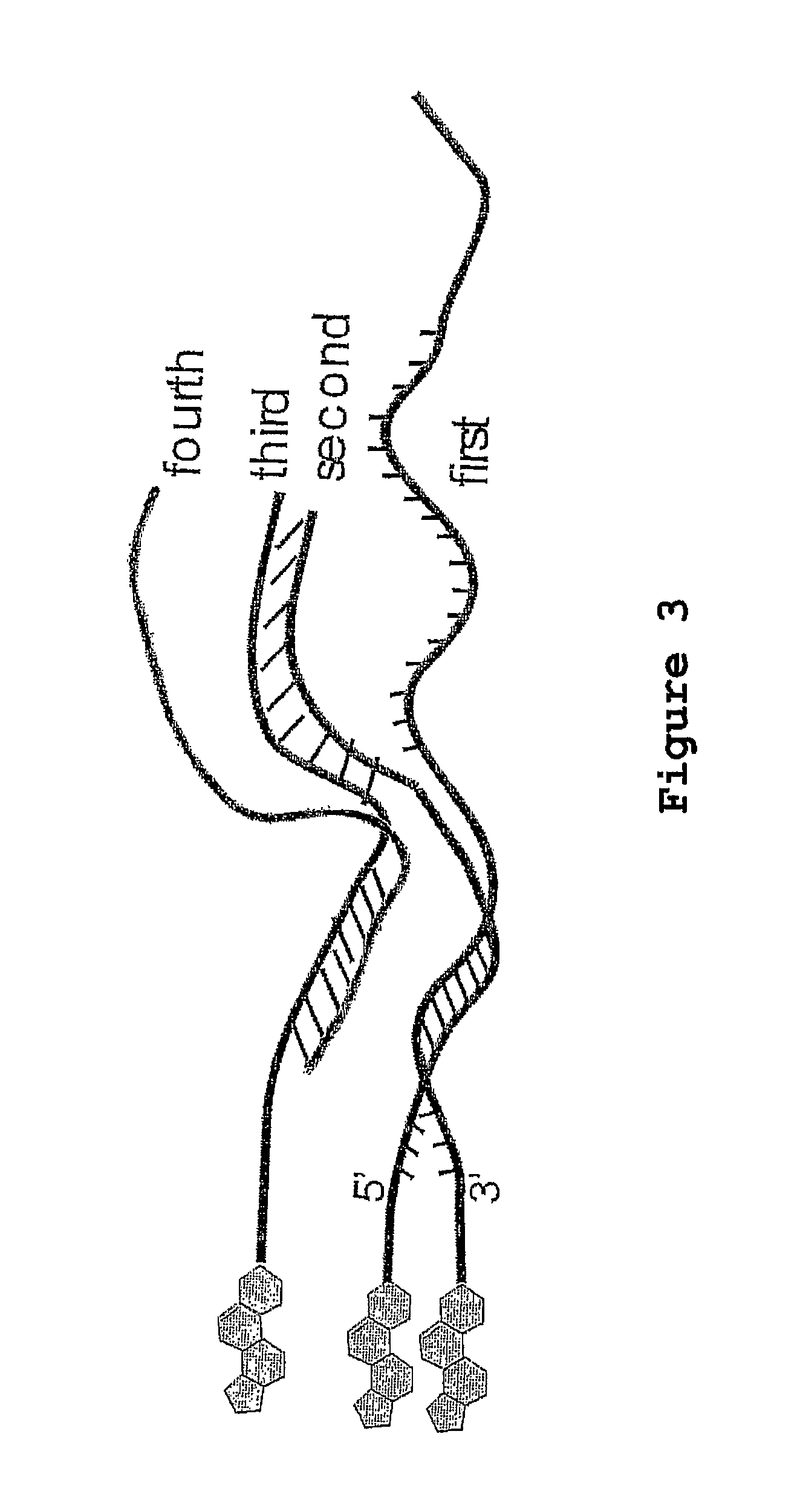 Oligonucleotides related to lipid membrane attachments
