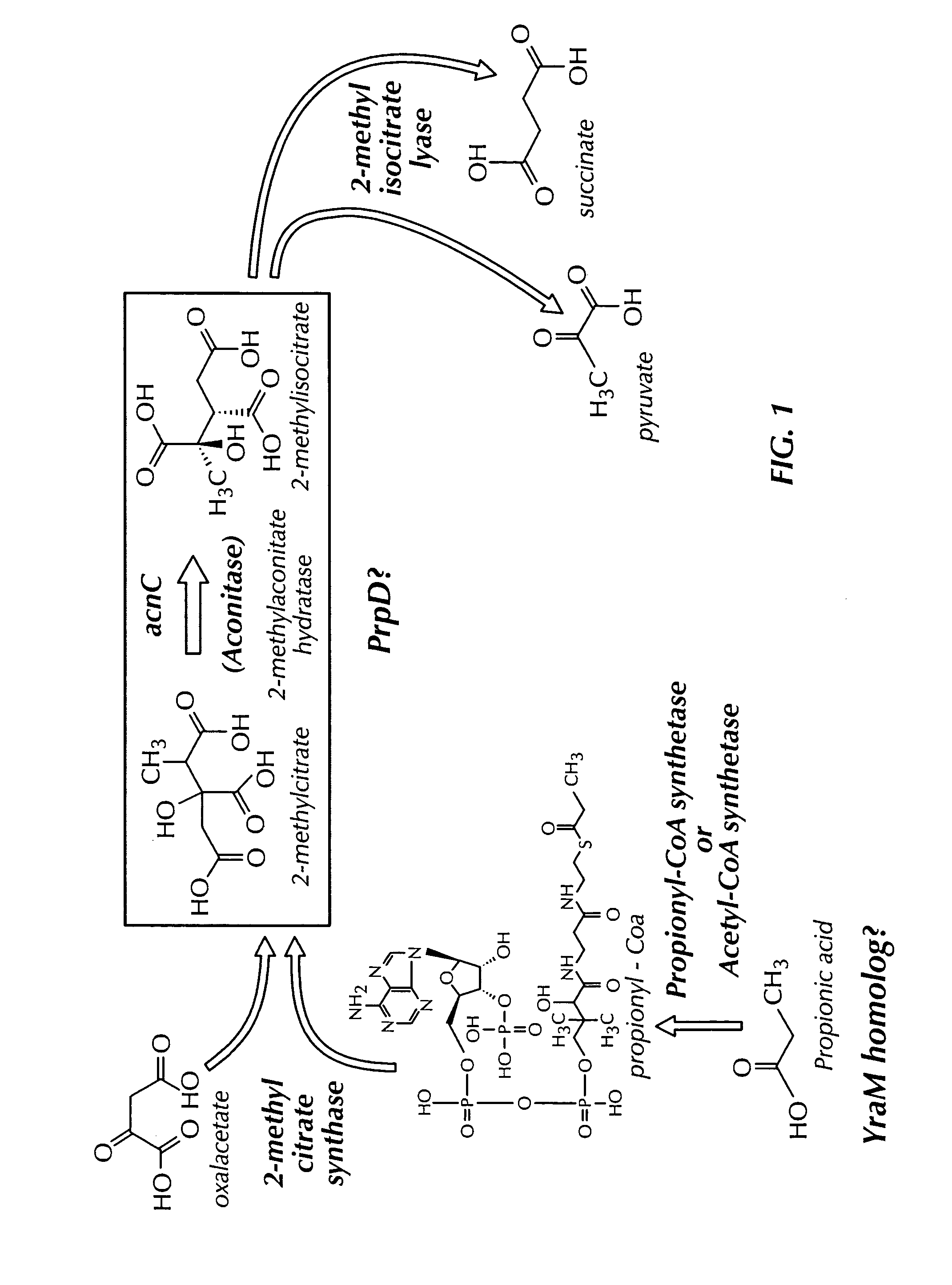 Aconitase