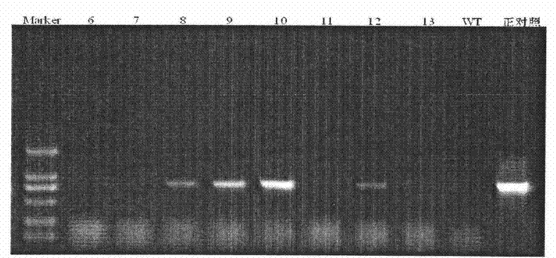 Thaumatin-like protein gene PpTLP from pyrus pyrifolia nakai with antifungal activity and application