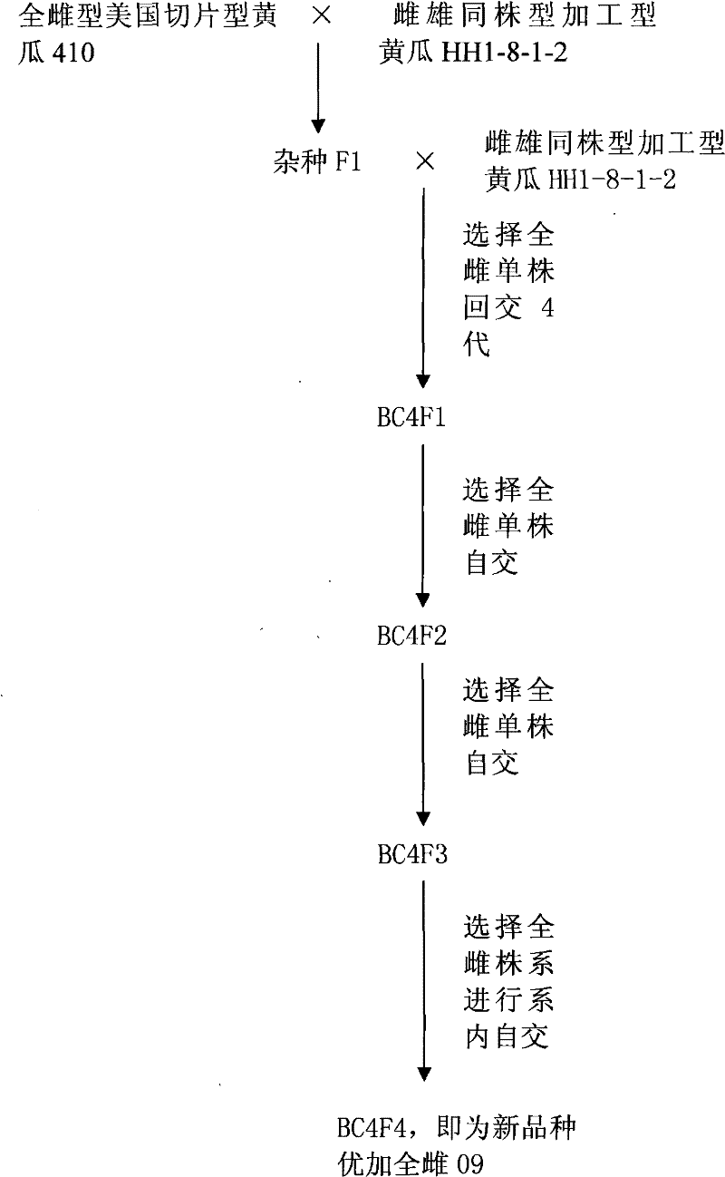 Cultivation and application of full female processing cucumber Youjia all-female 09