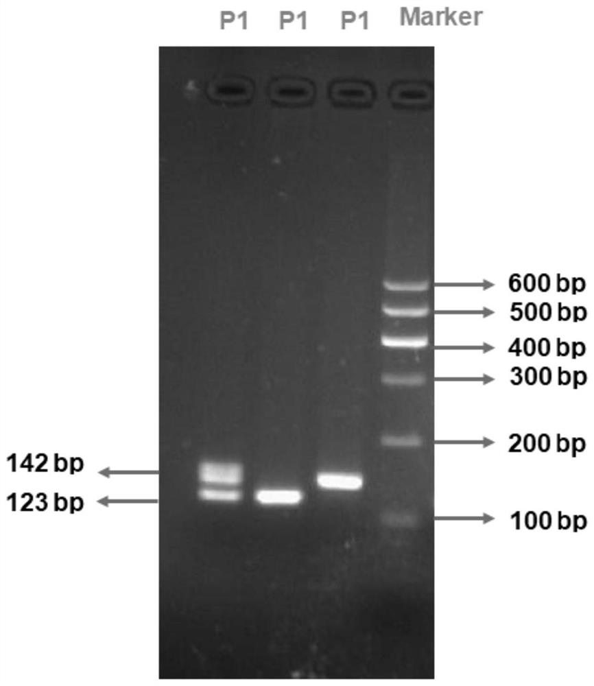 A method for detecting beef cattle plag1 gene indel marker and its special kit