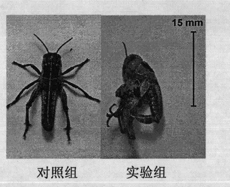 Insect chitin synthase 1A gene segment, dsRNA and application thereof