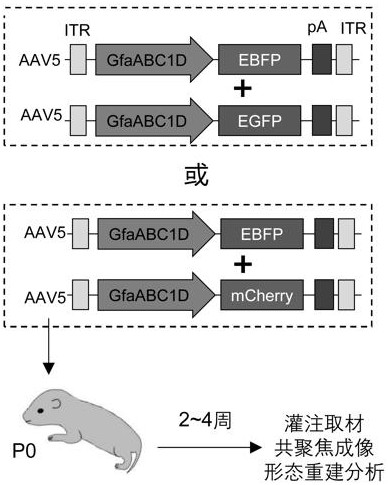 Method for marking adjacent astrocytes