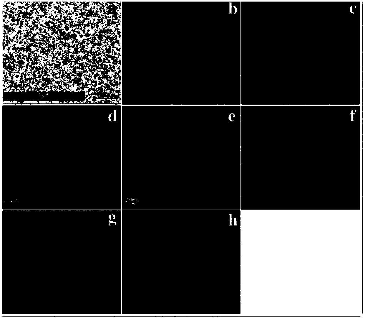 Porous biological ceramic coating with antibiosis and bone promoting functions as well as preparation method and application thereof