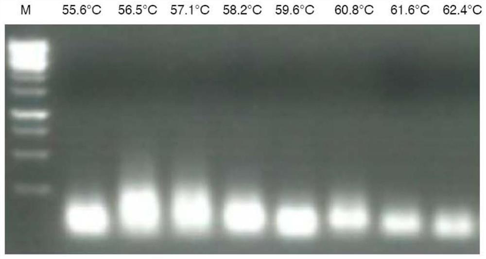 African swine fever virus P72 gene fluorescent probe PCR detection primer probe set, kit and method thereof