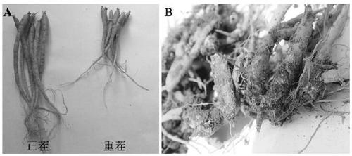 A kind of compound microbial fertilizer special for heterophylla heterophylla and its preparation method and application