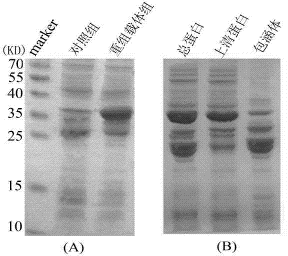 Method for expressing and purifying simultaneous exons 3 and 5 deficient alpha synuclein alternative spliceosome protein