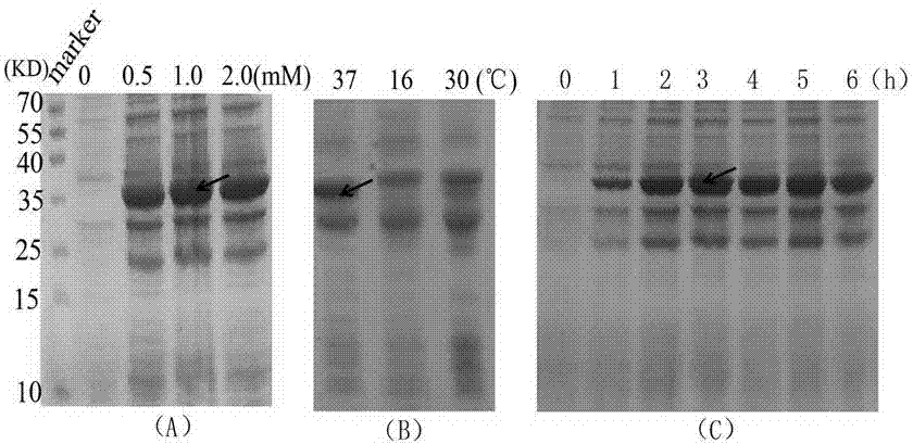 Method for expressing and purifying simultaneous exons 3 and 5 deficient alpha synuclein alternative spliceosome protein