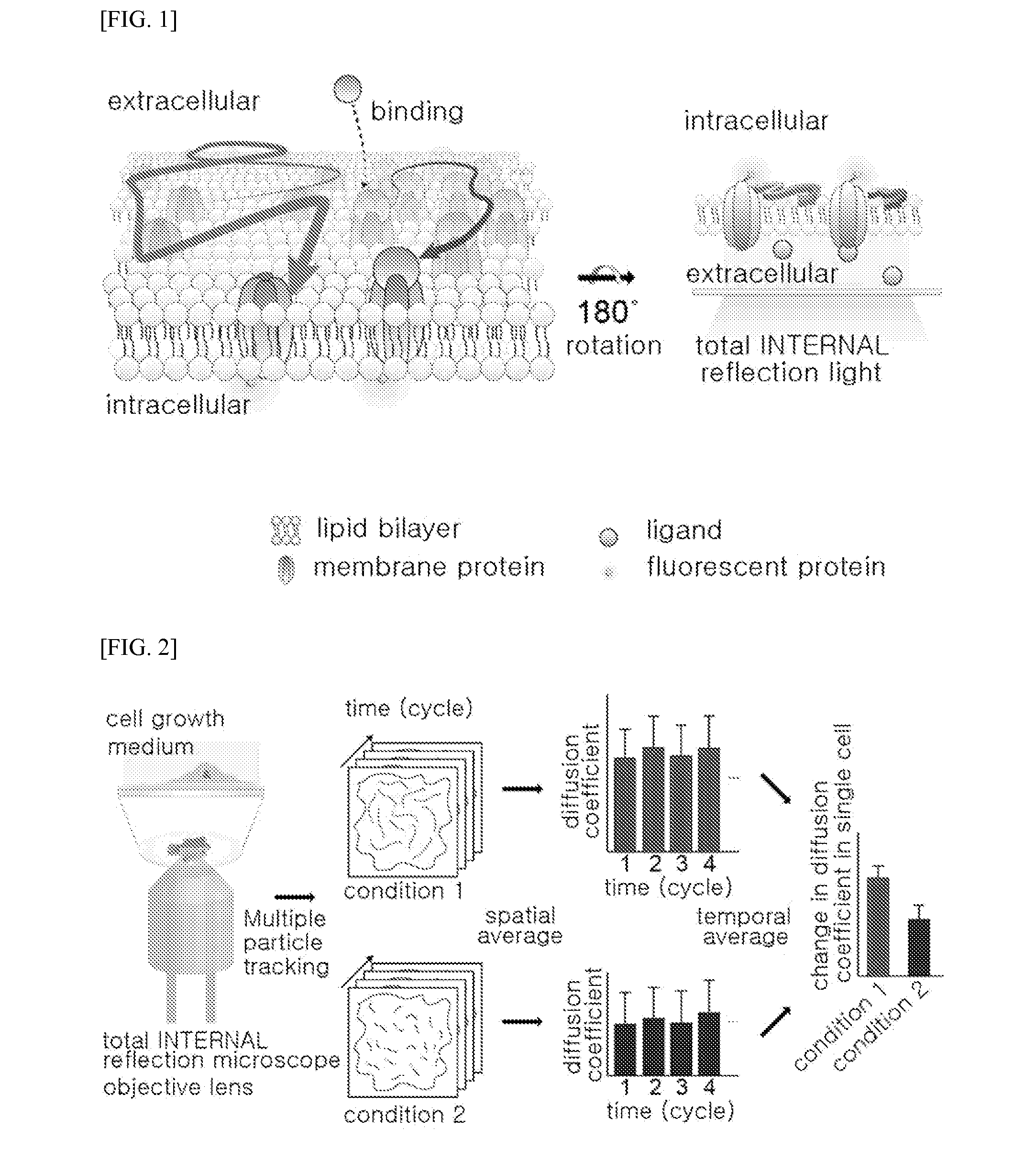Method of analyzing binding aspect of membrane protein in a living cell
