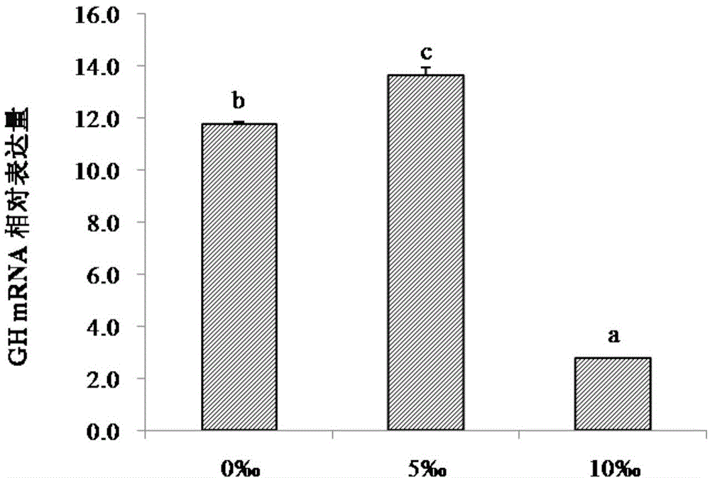 Low-salinity cultivating method for siniperca scherzeri steindachner fries