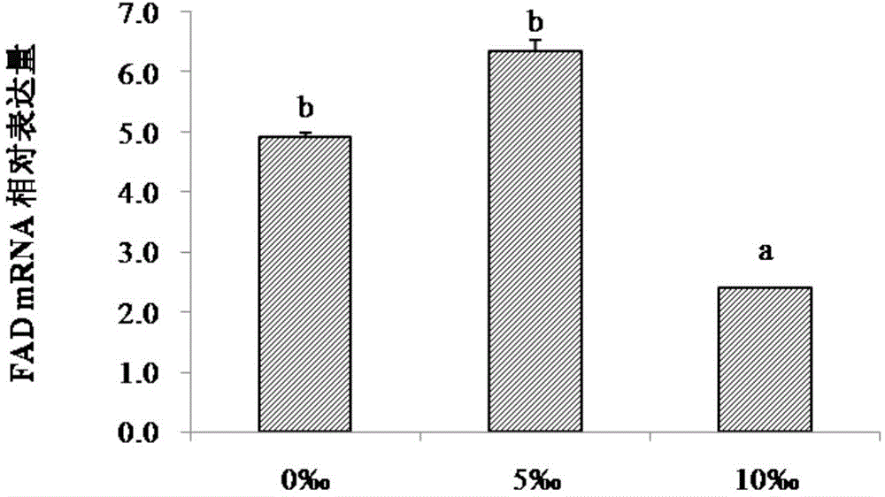 Low-salinity cultivating method for siniperca scherzeri steindachner fries