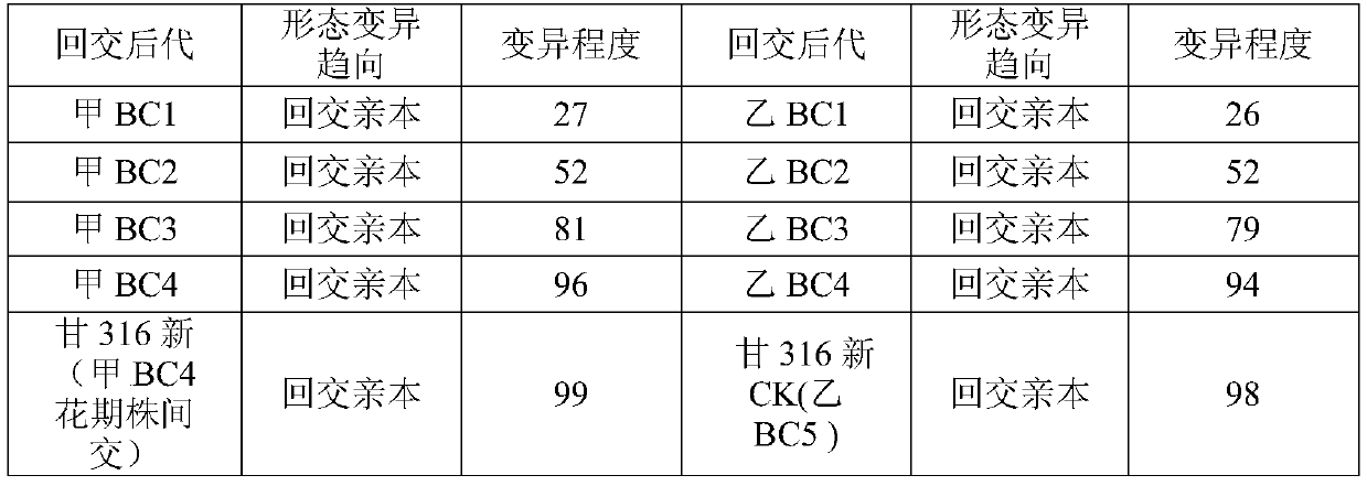 Breeding method of cold-resistant and bolting-resistant head cabbage