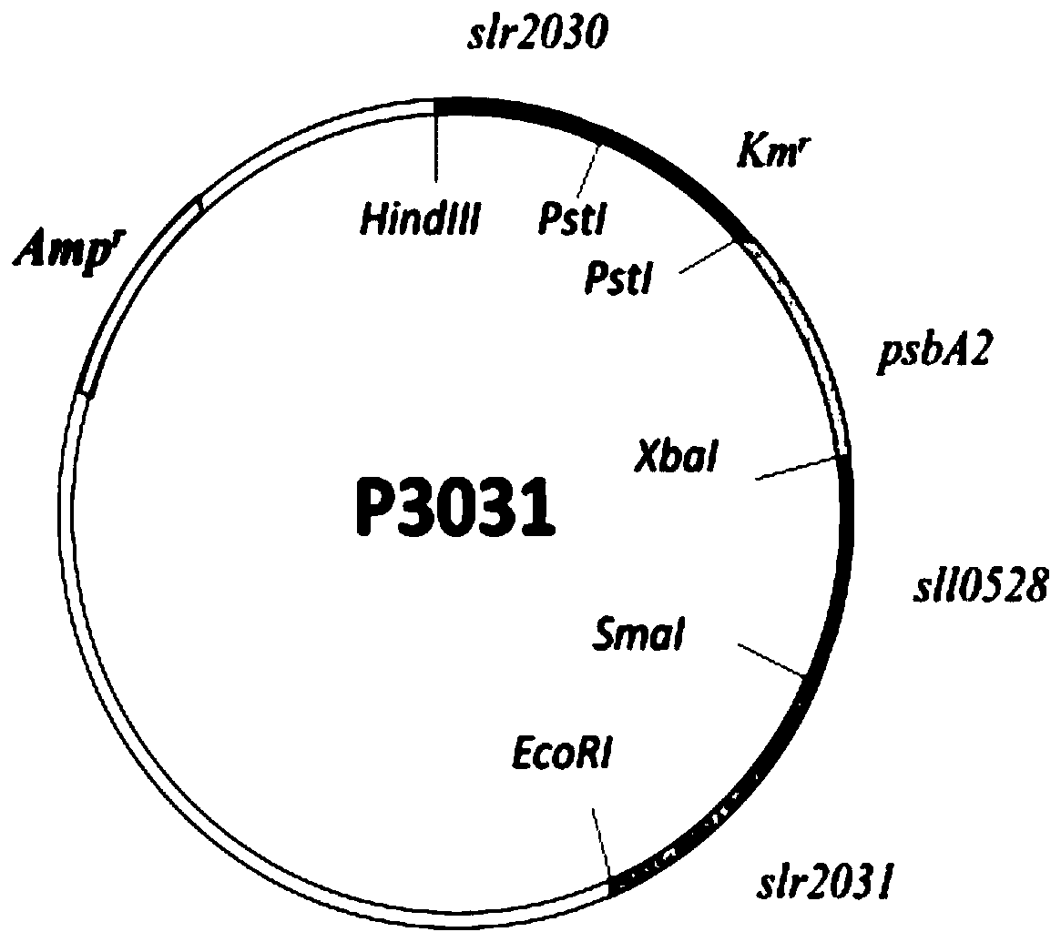 Application of sll0528 gene in improvement of synechocystis PCC6803 oxidative stress tolerance