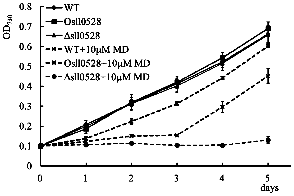 Application of sll0528 gene in improvement of synechocystis PCC6803 oxidative stress tolerance