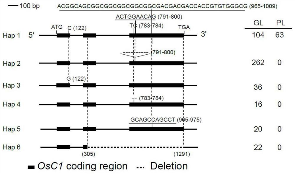 A non-functional osc1 gene and its application