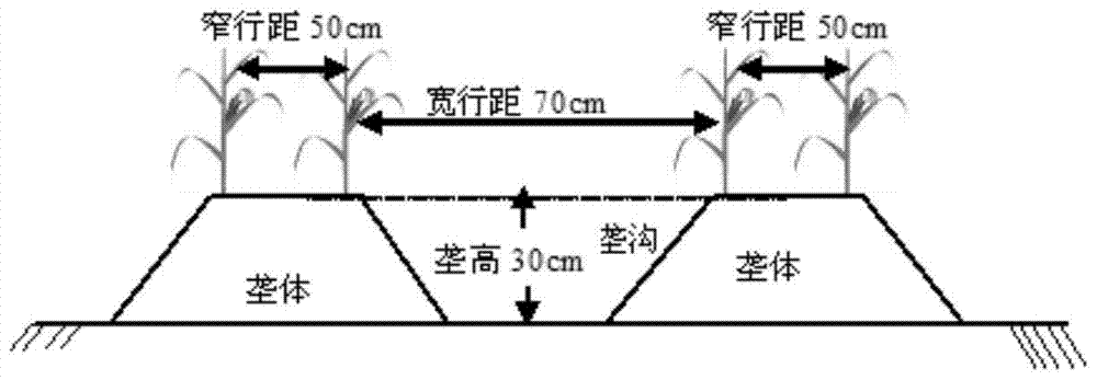 Farming method of returning straw to the field in the rotation system of flue-cured corn and tobacco