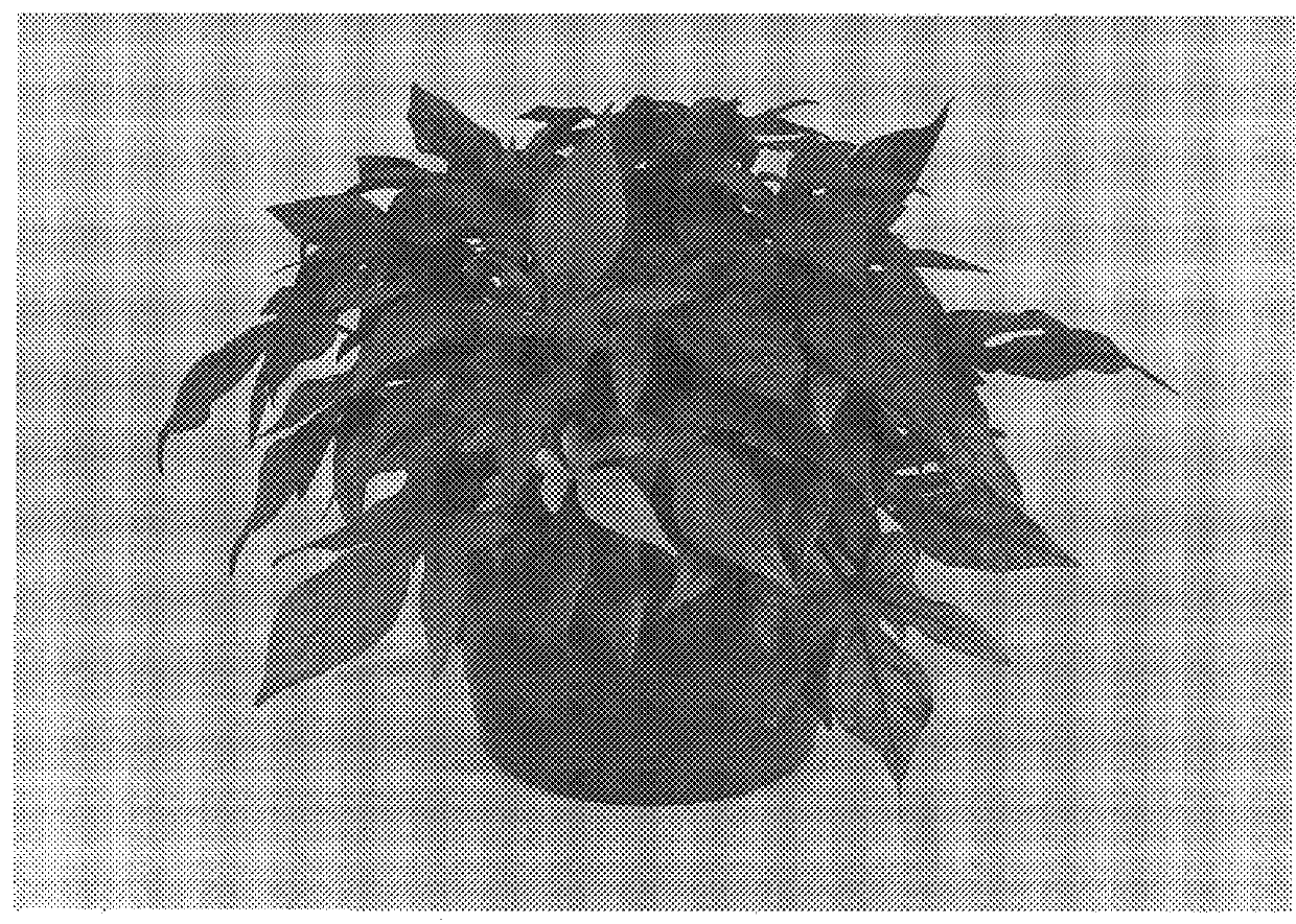 Ornamental sweetpotato plant named `Sweet Caroline Bronze`