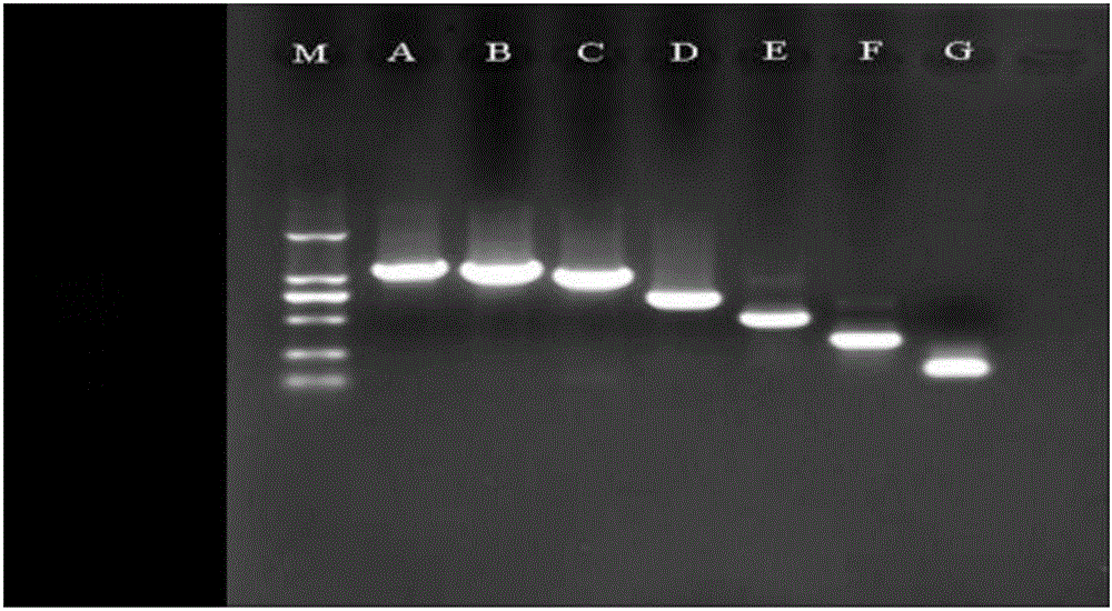 Banana-fruit-particle/amylosynthease-gene-promoter-combined key response element and screening method thereof