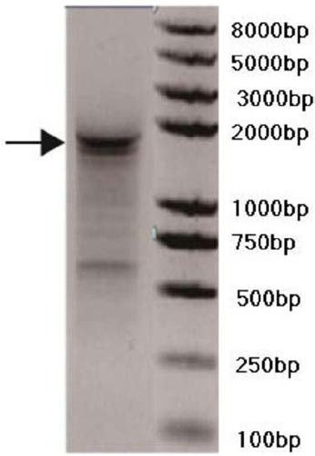 Long-chain non-coding RNA for early diagnosis of human prostate cancer and its preparation and use