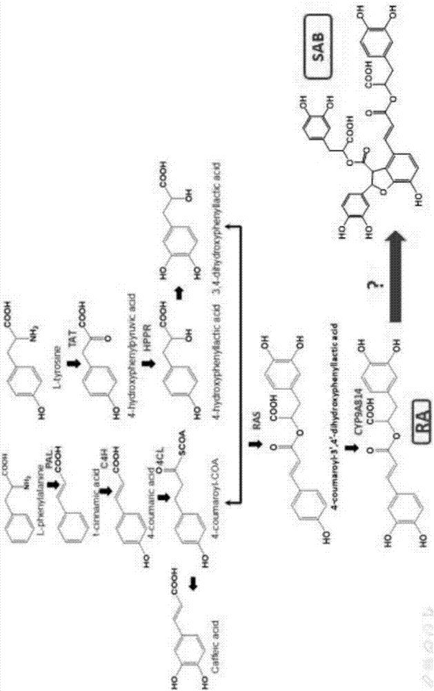 Method for improving content of salvianolic acid B in Salvia miltiorrhiza hairy root