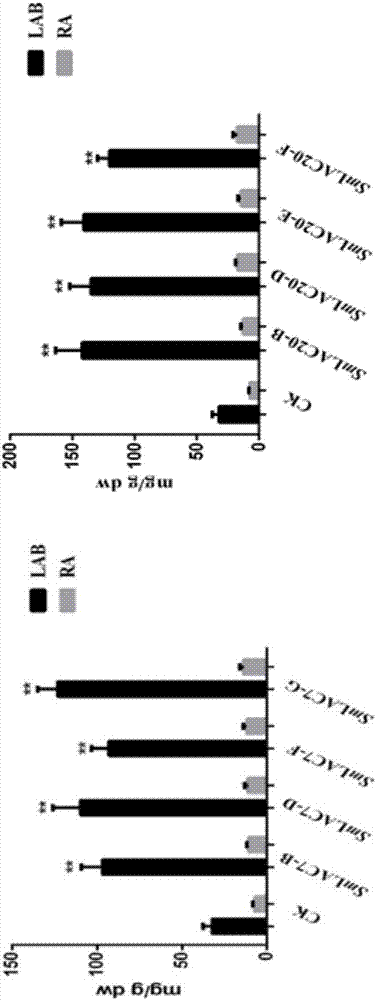 Method for improving content of salvianolic acid B in Salvia miltiorrhiza hairy root