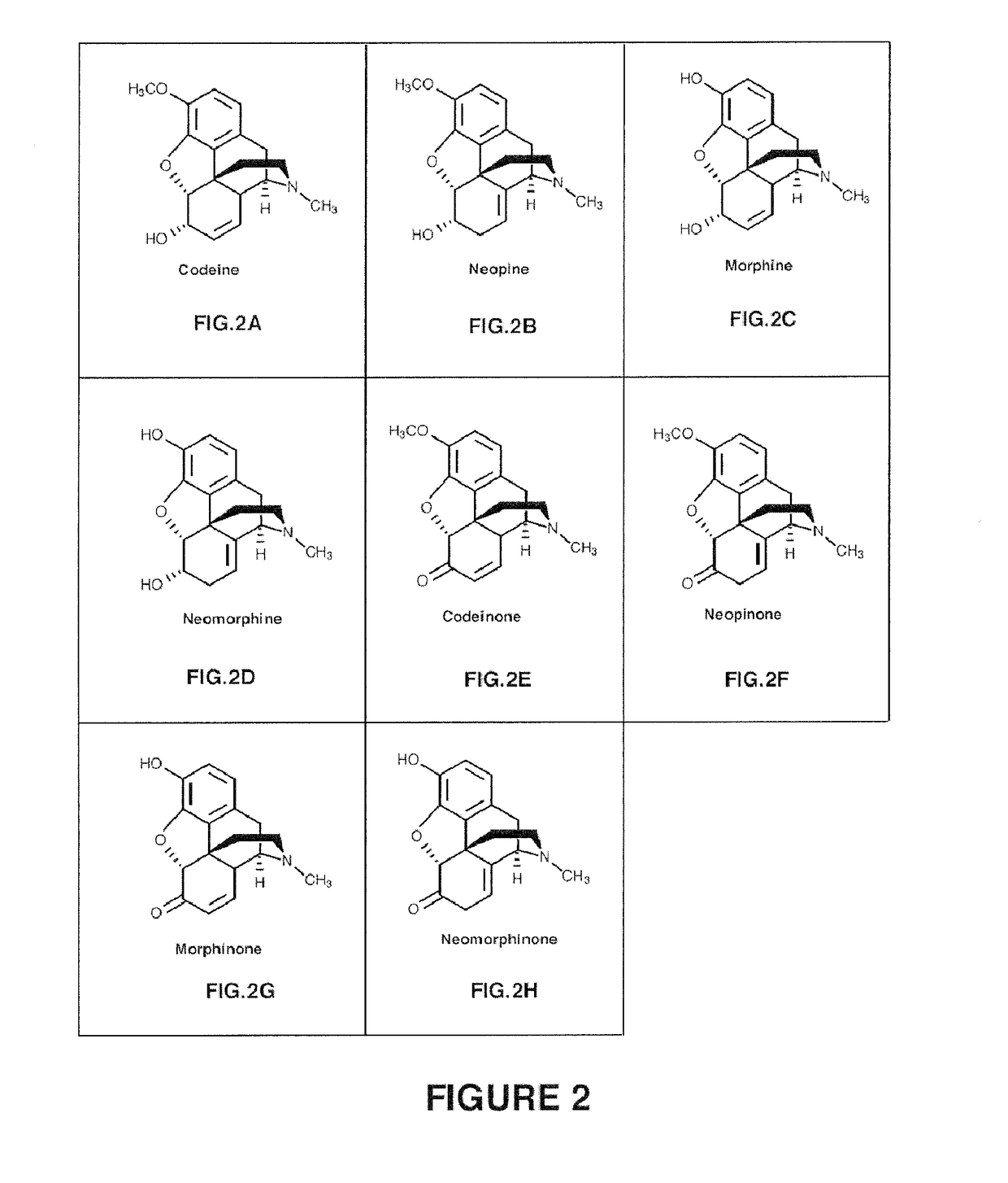 Compositions and Methods For Making Alkaloid Morphinans