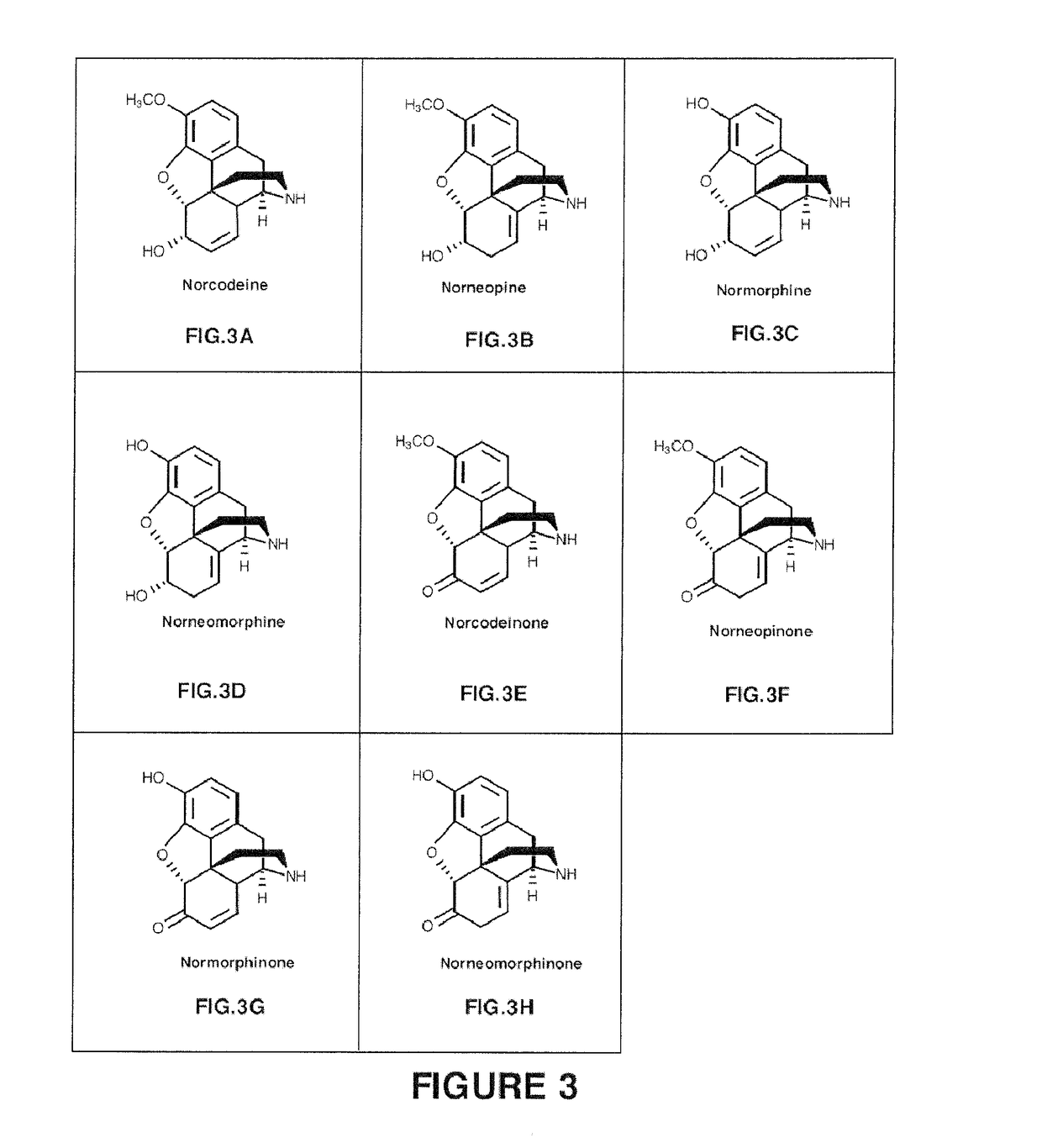 Compositions and Methods For Making Alkaloid Morphinans