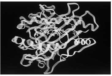 HLA-A*0201 restrictive CTL epitope of neuritin protein, and application of HLA-A*0201 restrictive CTL epitope