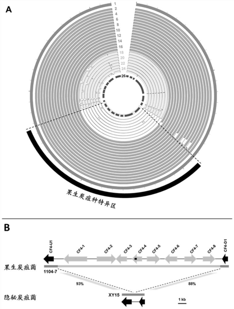 Specific gene sequence of colletotrichum fructicola and application of specific gene sequence