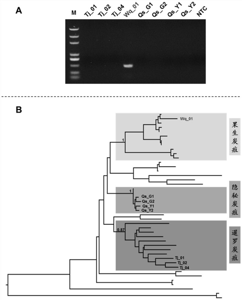 Specific gene sequence of colletotrichum fructicola and application of specific gene sequence