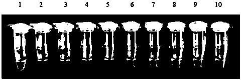 Primers for assaying citrobacter rodentium and kit thereof