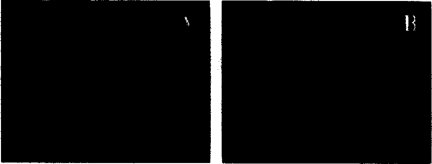 Transmembrane peptide modified pseudovirus gene vector system