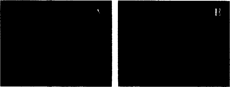 Transmembrane peptide modified pseudovirus gene vector system