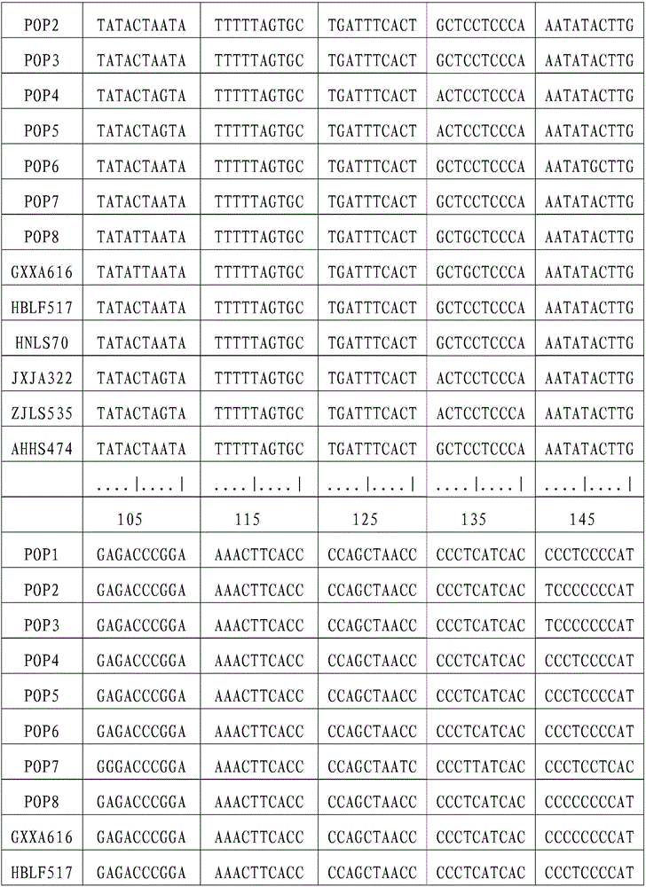 Chinese giant salamander group dividing method based on mitochondrial DNA sequence